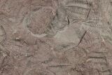 Ordovician Trilobite Mortality Plate (Pos/Neg) - Morocco #194105-4